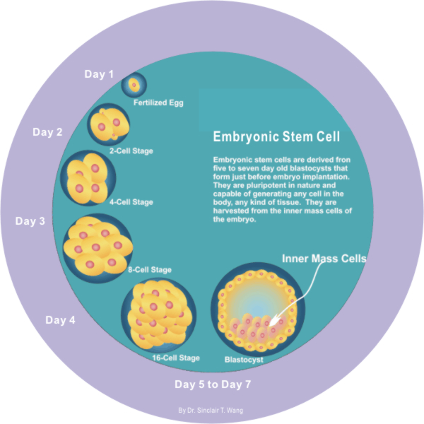 embryonic stem cell